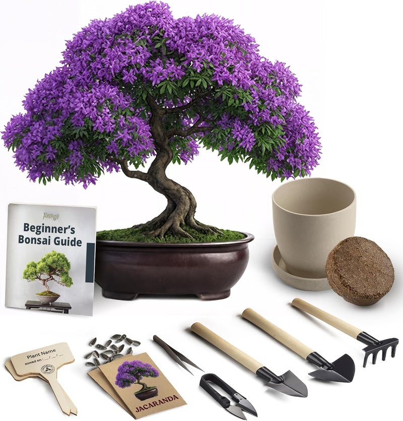 AVERGO Bonsai Starter Kit – Growing Jacaranda Bonzai Tree | Complete Indoor Tree Kit for Growing Plants with Tools & Planter – Gardening Gifts for Mother, Women & Men - Image 1